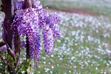 czy altana wymaga zgłoszenia